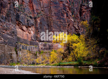 November 16, 2017: Ein früher Winter Spaziergang entlang der Zion Virgin River findet verweilenden Herbst Farben neben rotem Sandstein Canyons, Zion National Park, UT. Stockfoto