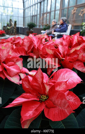 Frankfurt, Deutschland. Dezember 2016. Besucher besuchen die Weihnachtsausstellung im Palmengarten in Frankfurt am 5. Dezember 2016. Quelle: Luo Huanhuan/Xinhua/Alamy Live News Stockfoto