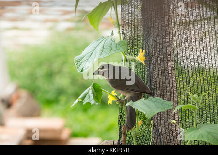 Asuncion, Paraguay. Dezember 2017. Ein gräulicher Saltator (Saltator coerulescens), der Samenfresser ist, isst Gurkenblätter im Hinterhof während des bewölkten Tages in Asuncion, Paraguay. Anm.: Andre M. Chang/Alamy Live News Stockfoto