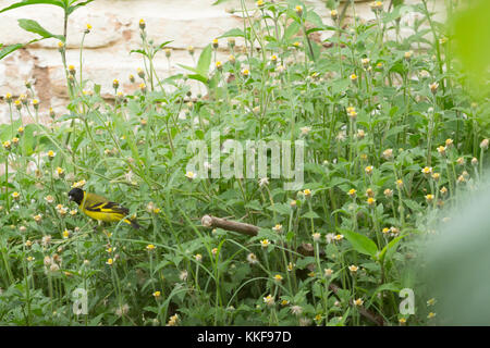 Asuncion, Paraguay. Dezember 2017. Ein männlicher Kapuzensiskin (Spinus magellanicus) kleiner Passinenvogel ernährt sich von wilden Blumen im Hinterhof während des bewölkten Tages in Asuncion, Paraguay. Anm.: Andre M. Chang/Alamy Live News Stockfoto