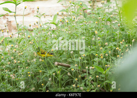 Asuncion, Paraguay. Dezember 2017. Ein männlicher Kapuzensiskin (Spinus magellanicus) kleiner Passinenvogel ernährt sich von wilden Blumen im Hinterhof während des bewölkten Tages in Asuncion, Paraguay. Anm.: Andre M. Chang/Alamy Live News Stockfoto