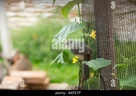 Asuncion, Paraguay. Dezember 2017. Ein gräulicher Saltator (Saltator coerulescens), der Samenfresser ist, isst Gurkenblätter im Hinterhof während des bewölkten Tages in Asuncion, Paraguay. Anm.: Andre M. Chang/Alamy Live News Stockfoto