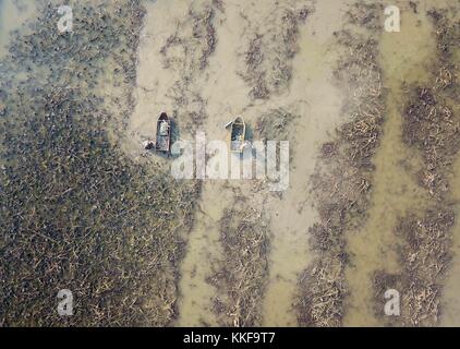 Jinan, Chinas Provinz Shandong. Dezember 2017. Bauern ernten Lotuswurzeln im Dorf Maojia im Gaoqing County, ostchinesischer Provinz Shandong, 6. Dezember 2017. Quelle: Zhu Zheng/Xinhua/Alamy Live News Stockfoto