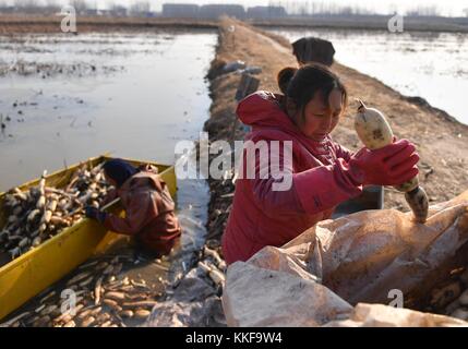 Jinan, Chinas Provinz Shandong. Dezember 2017. Der Bauer Wang Meihua erntet am 6. Dezember 2017 Lotuswurzeln im Dorf Maojia im Gaoqing County in der ostchinesischen Provinz Shandong. Quelle: Zhu Zheng/Xinhua/Alamy Live News Stockfoto