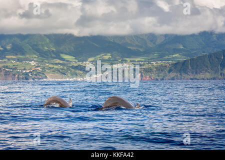 Delphine und Wale beobachten in Sao Miguel, Azoren, Portugal Stockfoto