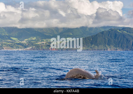 Delphine und Wale beobachten in Sao Miguel, Azoren, Portugal Stockfoto