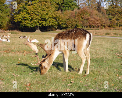 Damhirsch Stockfoto