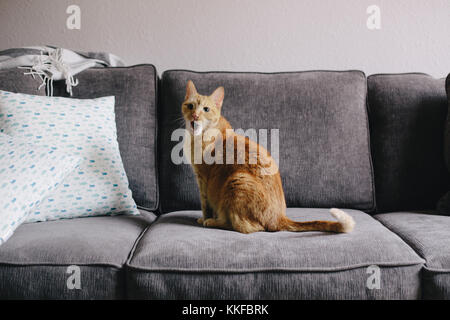 Süße orange Katze auf grau Couch mit weit geöffneten Mund Stockfoto