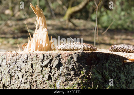 Stümpfe von gefällten Bäumen in einem Pinienwald Stockfoto