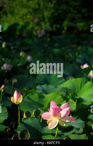 Heilige Lotus Seerose Blumen Pflanzen Blüten und Blättern Verschneidung auf soft-Fokus über Lilie Teich Pool Oberfläche. Rosa weiß grün Stockfoto