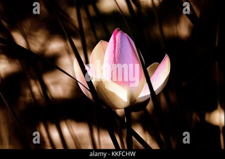 Sacred lotus Seerose Blume Pflanze Blüte und Blätter Einstufung zu Soft Focus über Lily Pond pool Oberfläche. Rosa Stockfoto