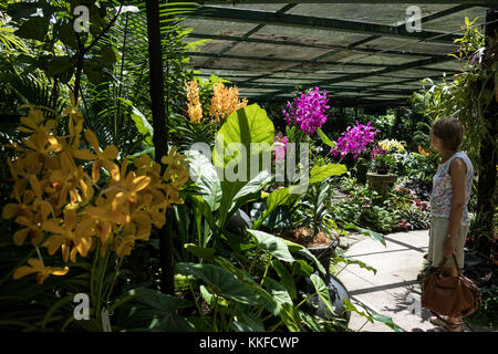 Orchideen im Nationalen Orchideengärten innerhalb der Botanischen Gärten in Singapur, ein beliebtes Ziel für Touristen Stockfoto