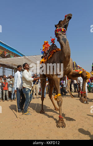 PUSHKAR, Indien, 29. Oktober 2017: Tanzende Kamele. Pushkar Kamel Messe ist eine der größten Viehmärkte im Land mit Tausenden von Tieren. Stockfoto