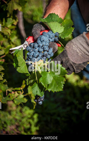 Eine Weintraube in der Hand, nur aus der Pflanze abgeschnitten. Stockfoto