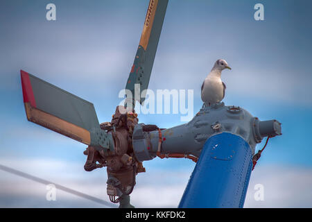 Schiff Hubschrauber auf dem Deck des Schiffes (hubschrauberlandeplatz) aufliegt und auf Propeller seagull Dreizehenmöwe Stockfoto