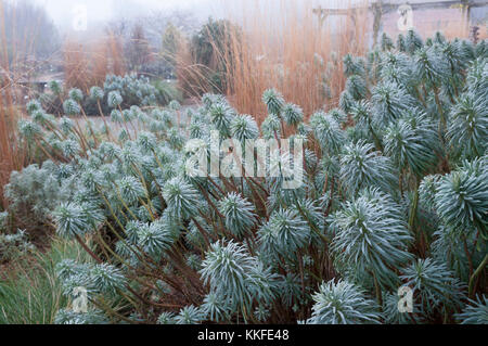 Euphorbia characias ssp Wulfenii Stockfoto