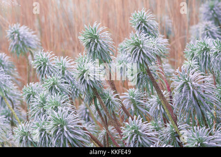 Euphorbia characias ssp Wulfenii Stockfoto