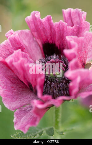 PAPAVER ORIENTALIS MANHATTAN Stockfoto