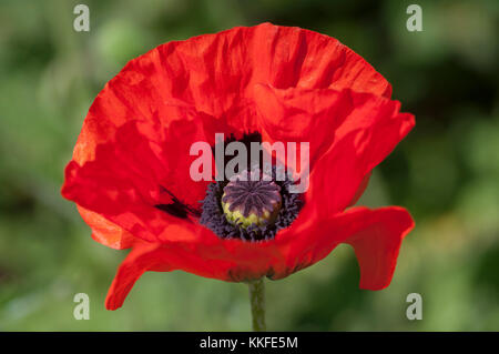 PAPAVER ORIENTALIS BRILLANTE Stockfoto