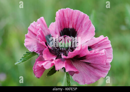 PAPAVER ORIENTALIS MANHATTAN Stockfoto