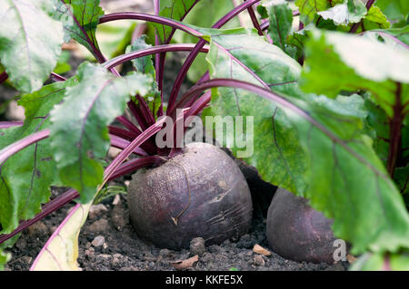 BETA VULGARIS BOLTARDY Stockfoto