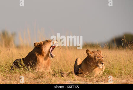 Tierwelt am Chobe River, Botswana Stockfoto