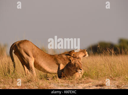 Tierwelt am Chobe River, Botswana Stockfoto