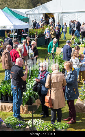 Cornwall spring flower show im boconnoc Haus in Cornwall, England, Großbritannien. Stockfoto