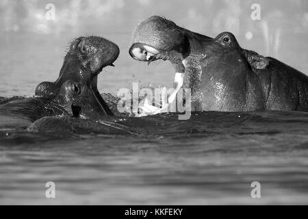 Tierwelt am Chobe River, Botswana Stockfoto