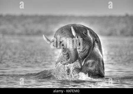 Tierwelt am Chobe River, Botswana Stockfoto