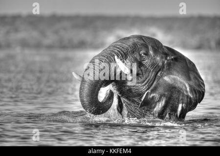 Tierwelt am Chobe River, Botswana Stockfoto