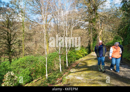 Waldspaziergang auf boconnoc Immobilien in Cornwall, England, Großbritannien. Stockfoto