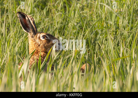 Norfolks wild Hare peeking über den Track in einem Getreidefeld hautnah. Norfolk in Großbritannien eine Menge Hasen im Frühjahr hat, aber sie sind besonders schüchtern und Stockfoto