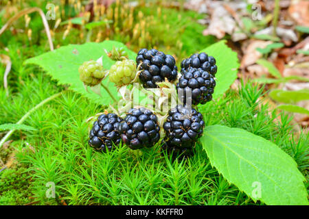 Ein Cluster von Reife, gesunde und leckere wilde Brombeeren in Moos Stockfoto