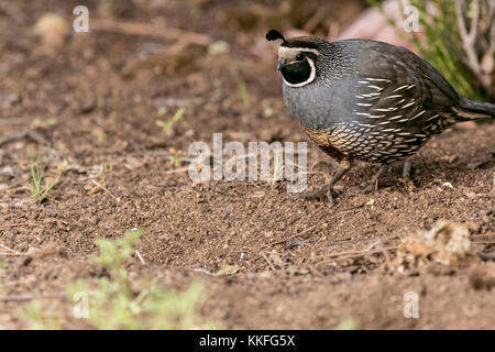 Die Kalifornien Wachtel, auch bekannt als das Kalifornien tal Wachtel, ist eine kleine Wohnung Vogel in der Neuen Welt Wachtel Familie. Stockfoto