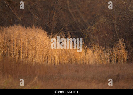 Gelbe Reed mit braunem Hintergrund Stockfoto