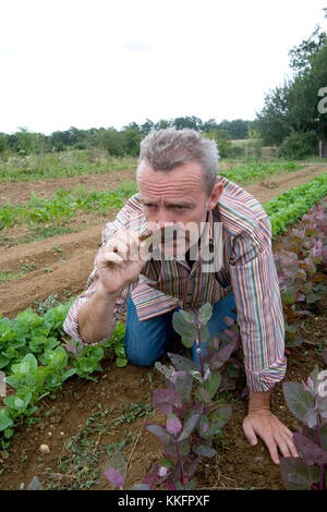 Der Gemüsegarten von Alain Passard, Koch der drei Michelin-Sterne l'Arpege in Paris Stockfoto