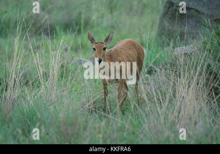 Bohar Reedbuck, Simbabwe / (Redunca redunca) / Riedbock, Simbabwe / Antilope, Isabell-Antilope | Nutzung weltweit Stockfoto