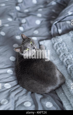 Russisch Blau Katze sitzt auf grau Bett mit gemütlichen gestrickt Plaid Stockfoto