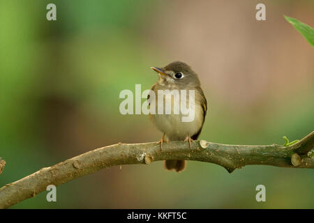 Brown-breasted Schopftyrann (Muscicapa muttui) Stockfoto