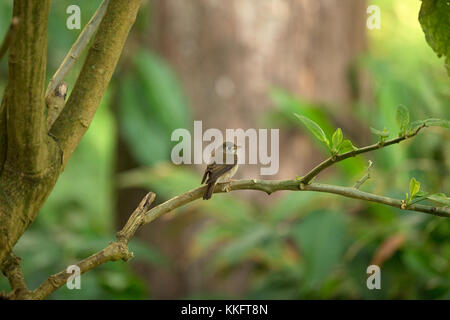 Brown-breasted Schopftyrann (Muscicapa muttui) Stockfoto