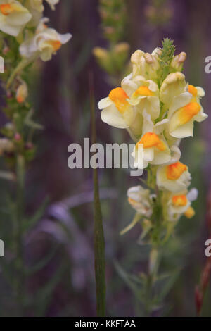 Butter und Eier (linaria vulgaris) Wildblumen in Colorado Stockfoto