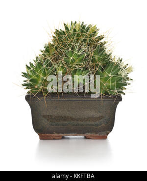 Kaktus in einem keramischen Topf Zimmerpflanze auf weißem Hintergrund. Stockfoto