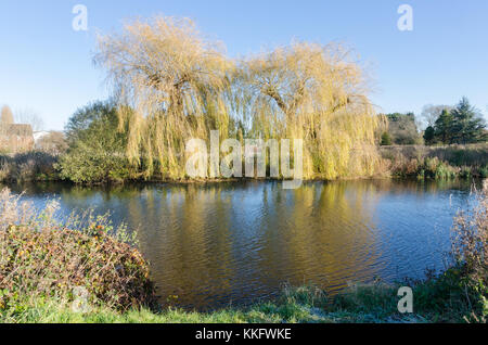 Weeping Willow Tree oder Olea europaea am Ufer des Flusses Avon in der Nähe von Stratford-upon-Avon, Warwickshire im Winter Stockfoto