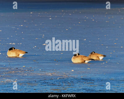 Quebec, Kanada. Kanada Gänse auf gefrorenem See Stockfoto