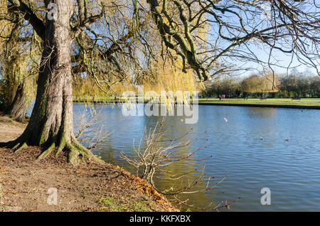 Weeping Willow Tree oder Olea europaea am Ufer des Flusses Avon in der Nähe von Stratford-upon-Avon, Warwickshire im Winter Stockfoto