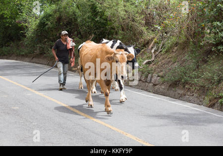 Ecuador der Landwirtschaft - ein Landwirt Herding seine Kühe auf einer Straße, Tumbabiro Dorf, Otavalo, Ecuador, Südamerika Stockfoto