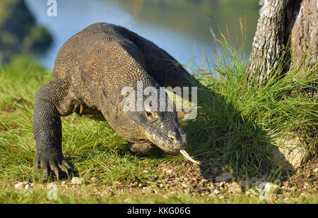 Komodo Waran (Varanus komodoensis) mit gespaltener Zunge Luft schnuppern. Größte der Welt lebenden Eidechse im natürlichen Lebensraum. Insel Rinca. indonesi Stockfoto