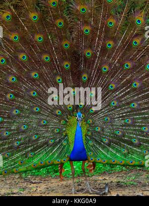 Portrait von wunderschönen Peacock mit Federn heraus. Die indischen Pfauen oder Blauer Pfau (Pavo cristatus). Yala National Park Sri Lanka Stockfoto