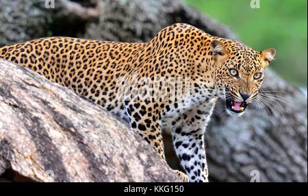 Leopard brüllender. Leopard auf einem Stein. Die sri-lankische Leopard (panthera Pardus kotiya) weiblich. Yala National Park Sri Lanka Stockfoto